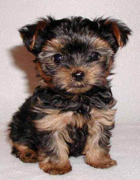 yorkie-yorkshire-terrier-puppy.jpg
